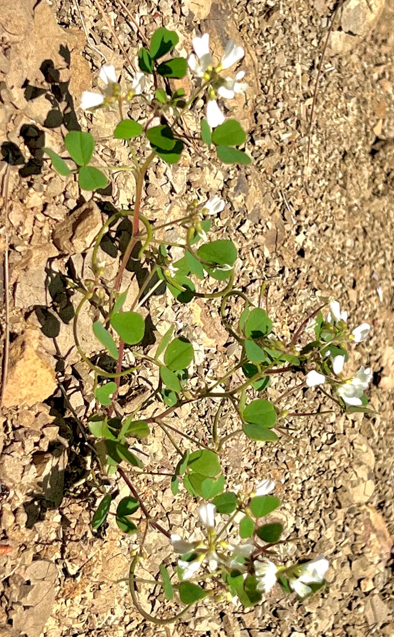 KSÜ Öğretim Üyesi Yeni Bir Bitki Türü Keşfetti: “Trigonella selcuk-bayraktarii”